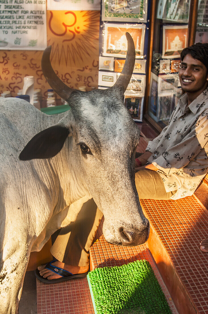India, Goa, Sacred cow in tourist market, Palolem