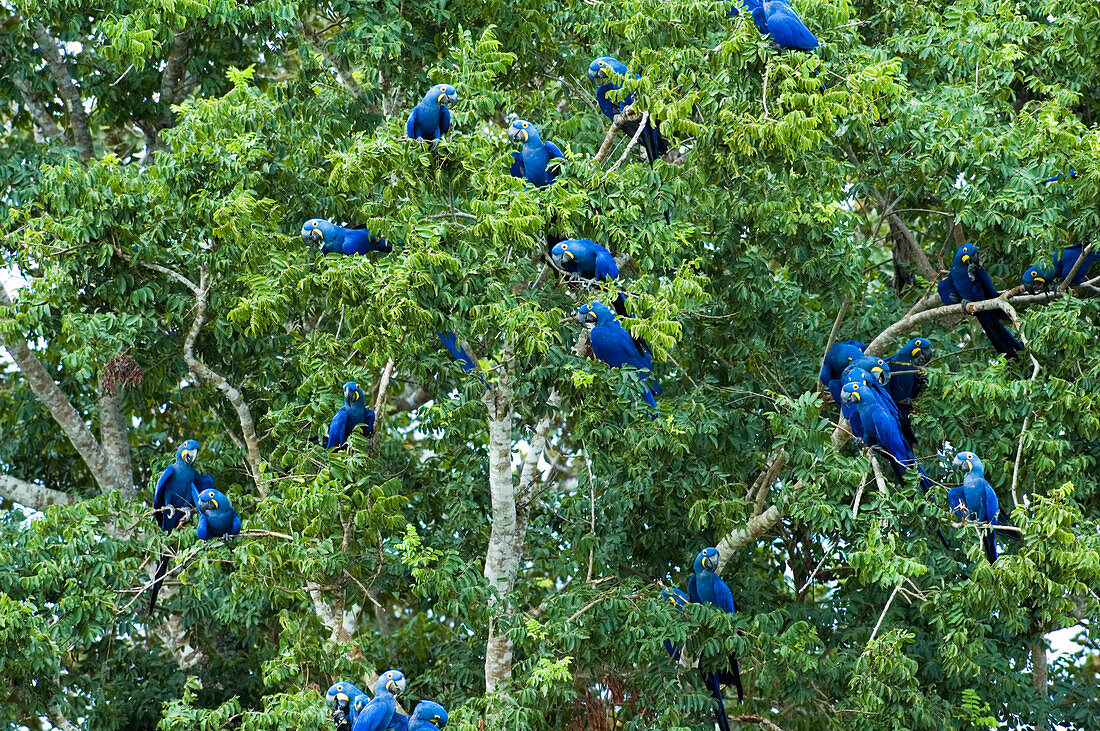 Hyacinth Macaw (Anodorhynchus hyacinthinus) flock, Pantanal, Brazil