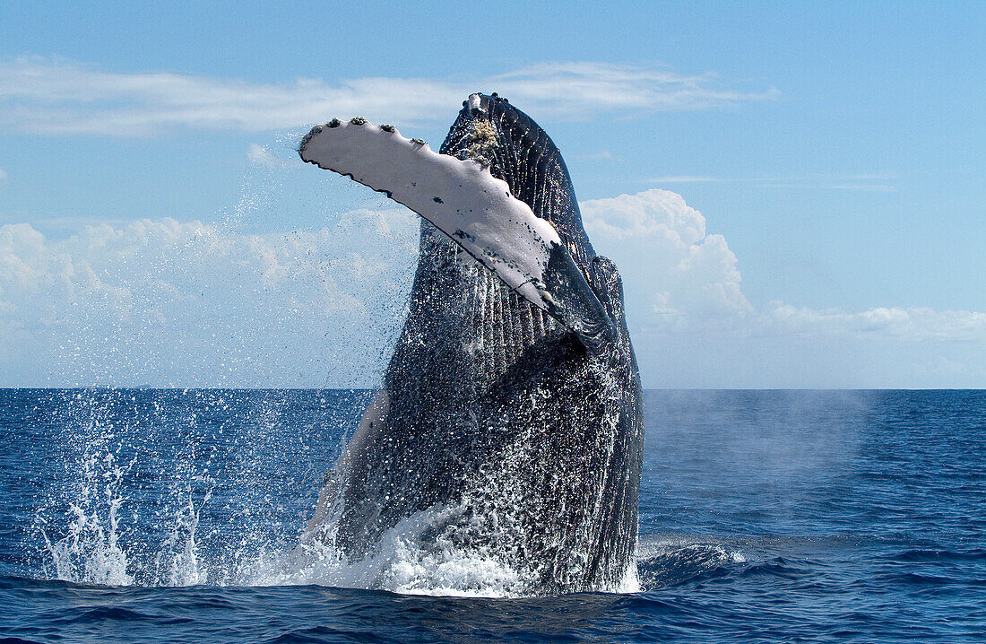 Humpback Whale (Megaptera novaeangliae) breaching, Humpback Whale National Marine Sanctuary, Maui, Hawaii - Notice must accompany publication: Photo obtained under NMFS Permit #753