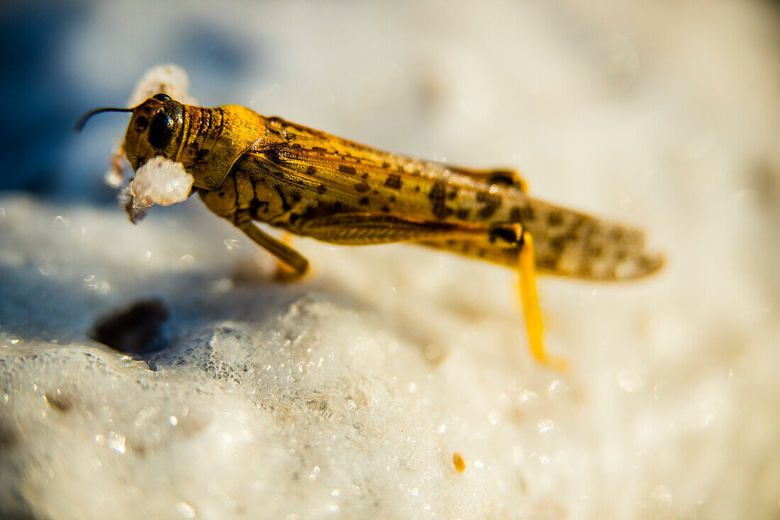 Salt-caked grasshopper, Dead Sea, Jordan, Middle East