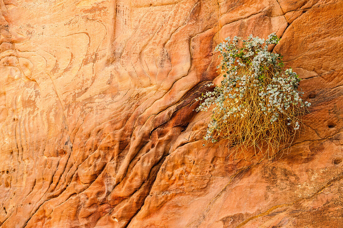 Bush at a rock face, Petra, Jordan, Middle East