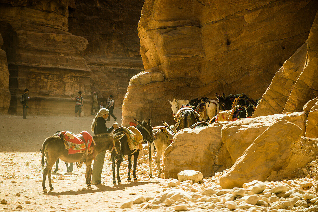 Esel und Pferde im Siq, Petra, Jordanien, Naher Osten