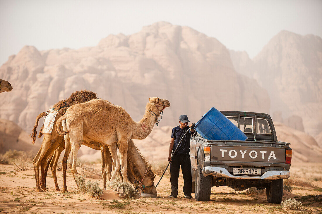 Dromedare werden getränkt, Wadi Rum, Jordanien, Naher Osten