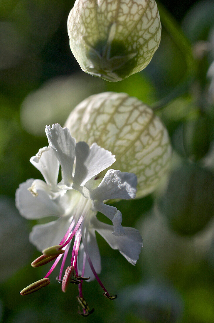 Aufgeblasenes Leimkraut, Blüten (Silene vulgaris), Villnößtal, Dolomiten, Südtirol, Italien
