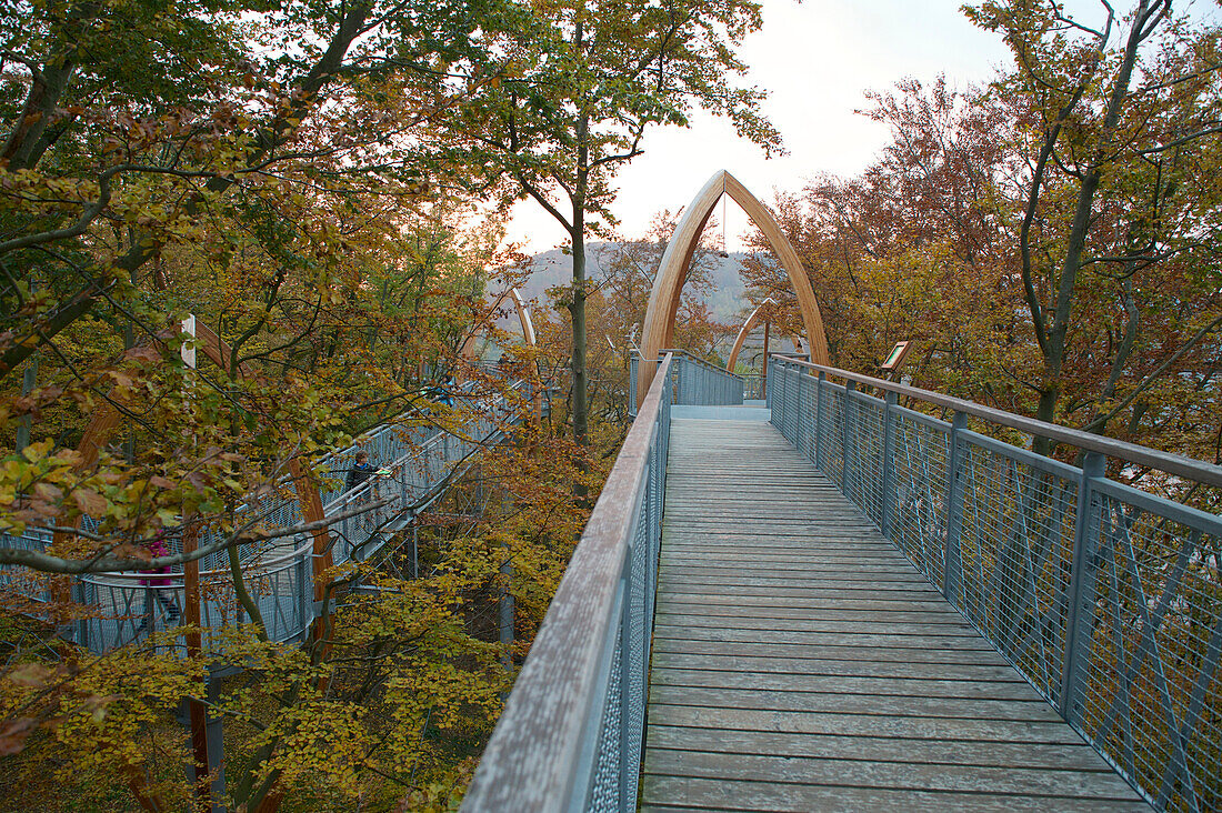 Baumkronenpfad Edersee, der Baumkronenweg führt durch die Wipfel der Buchen im Kellerwald, Waldeck-Frankenberg, Nordhessen, Hessen, Deutschland
