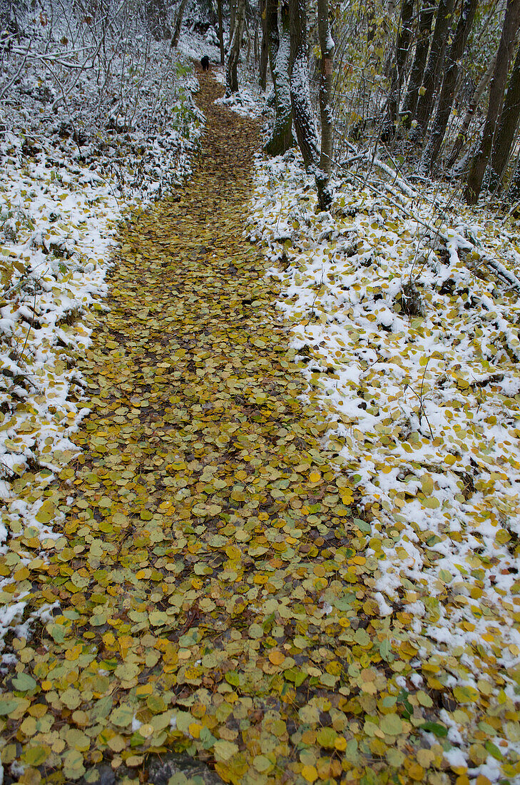 Forest path covered with autumn leaves at Grosser Pfahl and early snow near Viechtach, Bavarian Forest, Bavaria, Germany