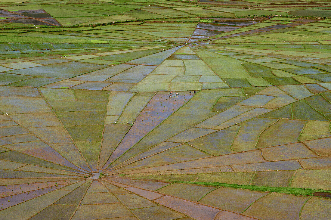 Spinnennetz ähnlich angelegte Reisfelder bei Ruteng im Westen von Flores, Nusa Tengara, Kleine Sundainseln, östliche, Indonesien