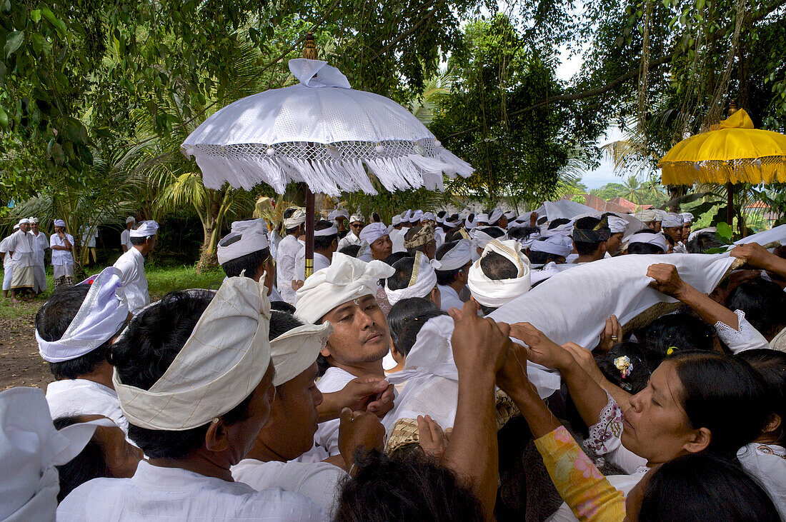 Balinese people carrying a symbolic corpse around a huge Banyan tree, Ritual for the relief of the soul, Mengwi, Bali, Indonesia