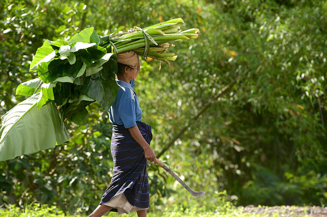 Woman from Bena, a traditional Ngada village, carrying giant leaves on her head, Flores, Nusa Tenggara Timur, Lesser Sunda Islands, Indonesia
