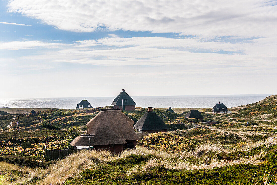 Thatched-roof houses in the dunes, Hoernum, Sylt, Schleswig-Holstein, Germany