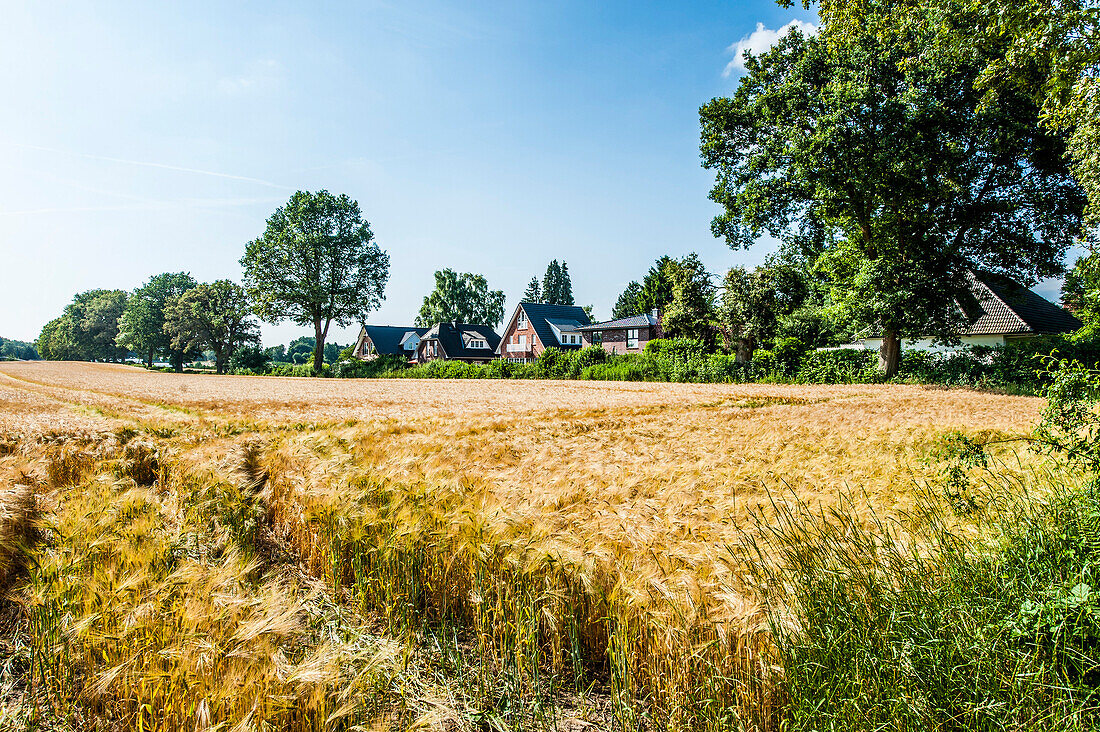 Blick über ein Getreidefeld auf eine Wohnsiedlung, Hamburg-Duvenstedt, Deutschland
