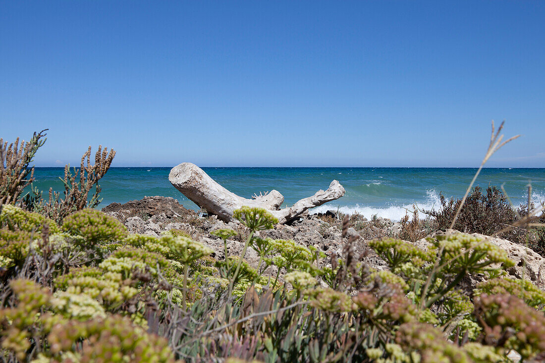 Strand Torre Guaceto an der Adria, Provinz Bari, Region Apulien, Italien, Europa