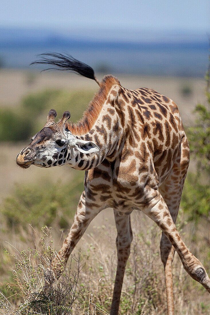 feeding Giraffe Giraffa camelopardalis in savannah, Serengeti National Park, Tanzania