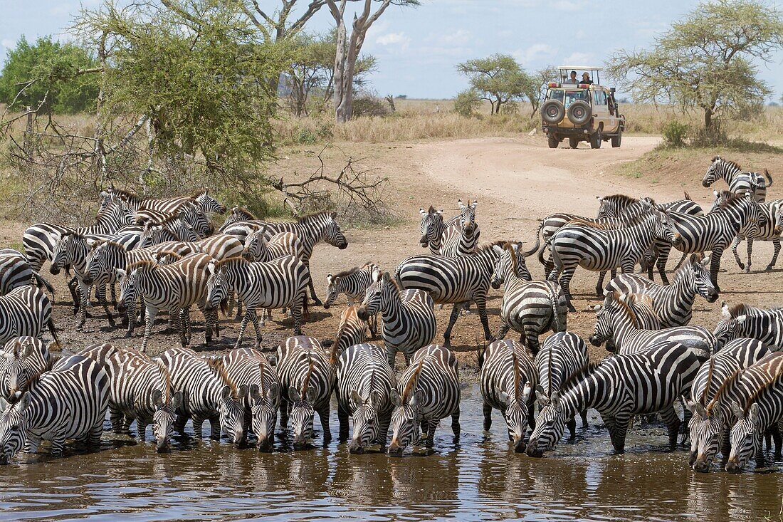 herd of Plains Zebras Equus quagga drinking at waterhole, Serengeti National Park, Tanzania
