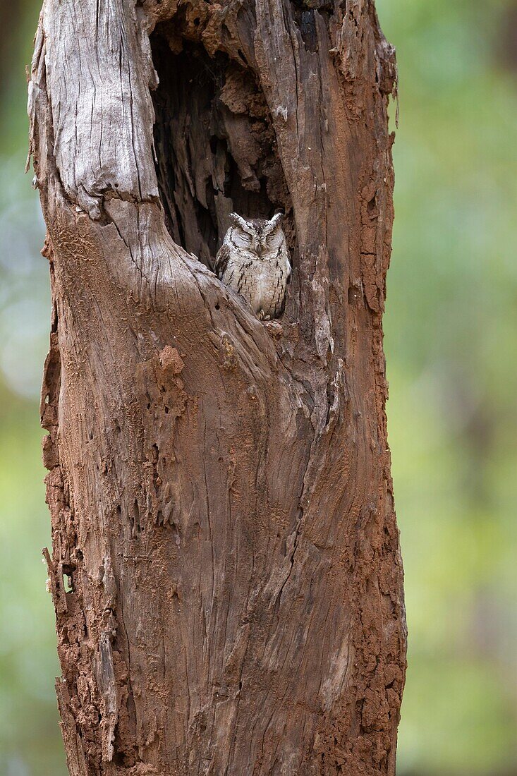 Indian Scops Owl (Otus bakkamoena) sitting in tree cavity, Kanha National Park, Madhya Pradesh, India.