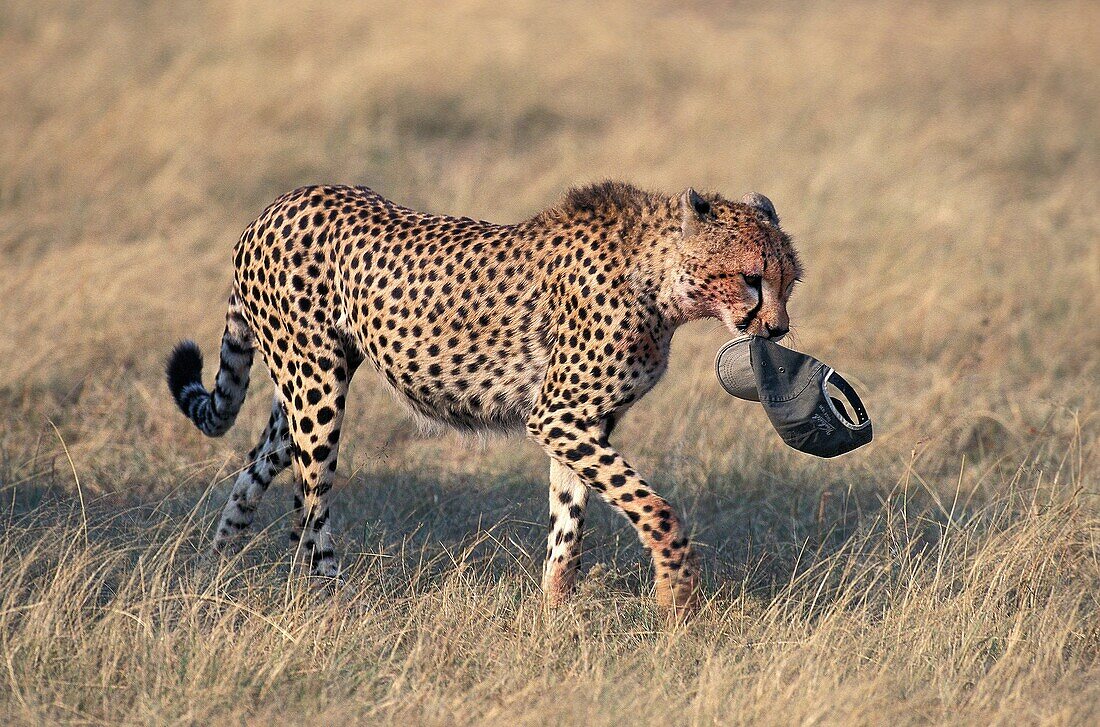 Cheetah, acinonyx jubatus, Adult wit Tourist´s Cap in its Mouth, Masai Mara Park in Kenya