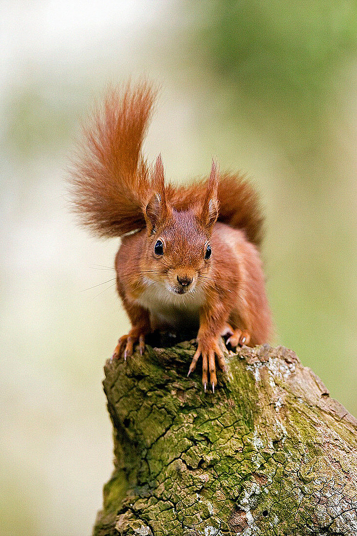 Red Squirrel, sciurus vulgaris, Adult standing on Stump, Normandy