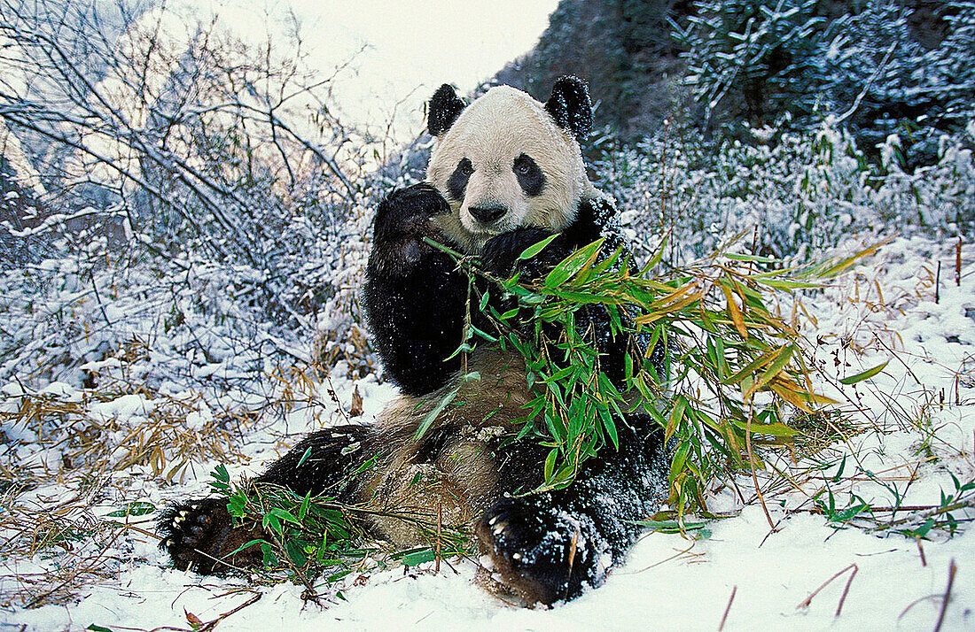 Giant Panda, ailuropoda melanoleuca, Adult eating Bamboo, Wolong Reserve in China