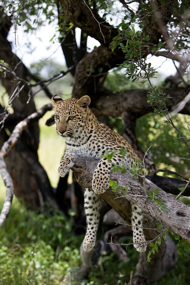 LEOPARD 4 MONTHS OLD CUB panthera pardus IN NAMIBIA IN A TREE