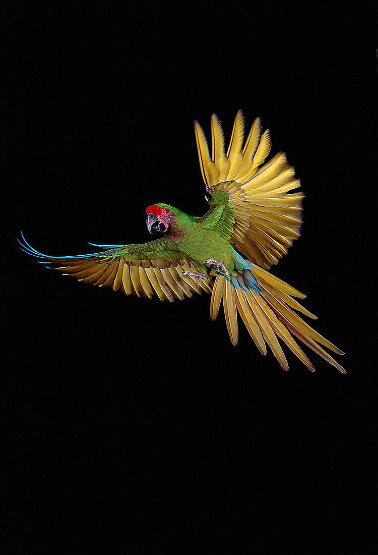 Military Macaw, ara militaris, Adult in Flight against Black Background