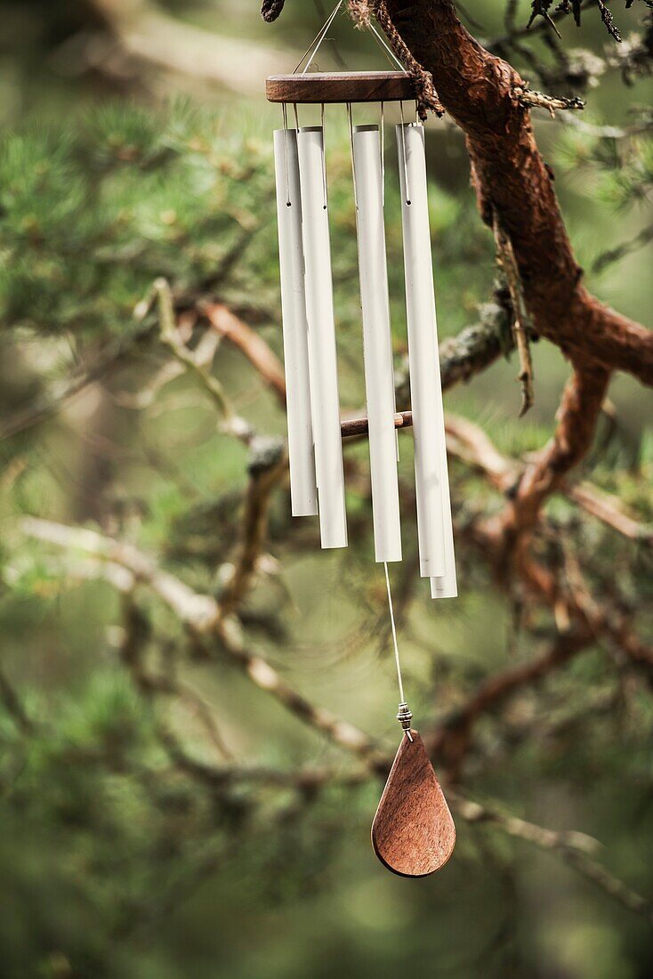 Metal wind chime hanging from tree branch in forest