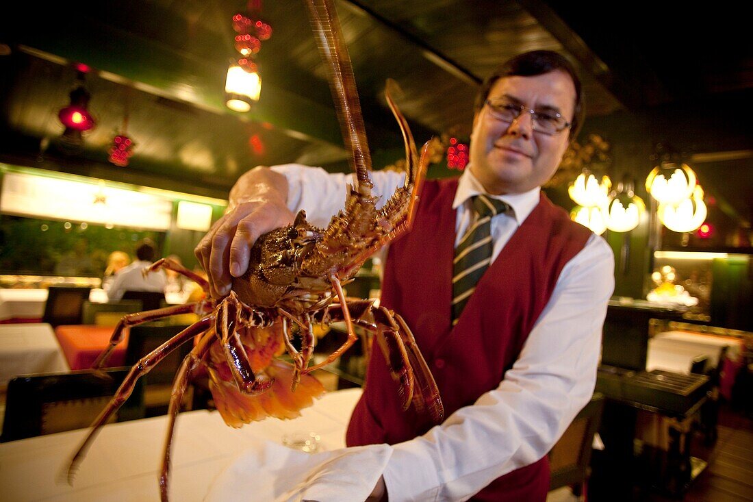 Live lobster in the restaurant Visconde da Luz, in Cascais  Cascais, Lisbon, Portugal, Europe