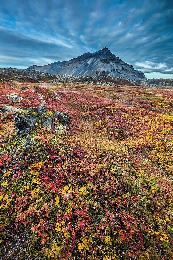 Lava and moss landscape in the autumn with Mt  Stapafell in the distance, Snaefellsjokull National Park, Iceland