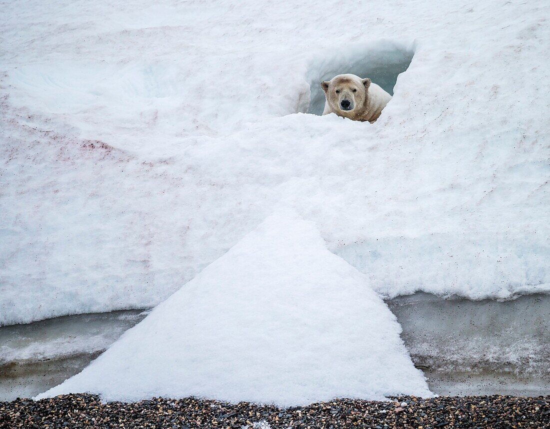 Polar bear Ursus maritimus in a small snow cave  Greenland