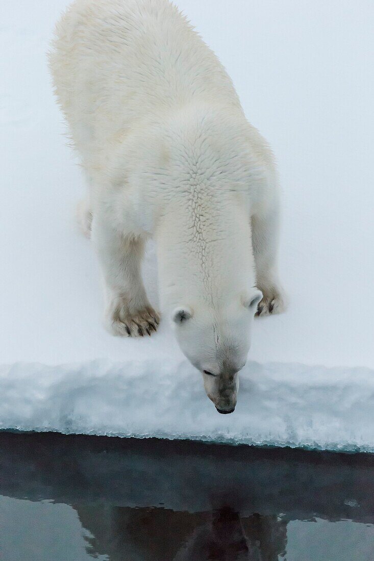 Polar Bear Portrait, Greenland.