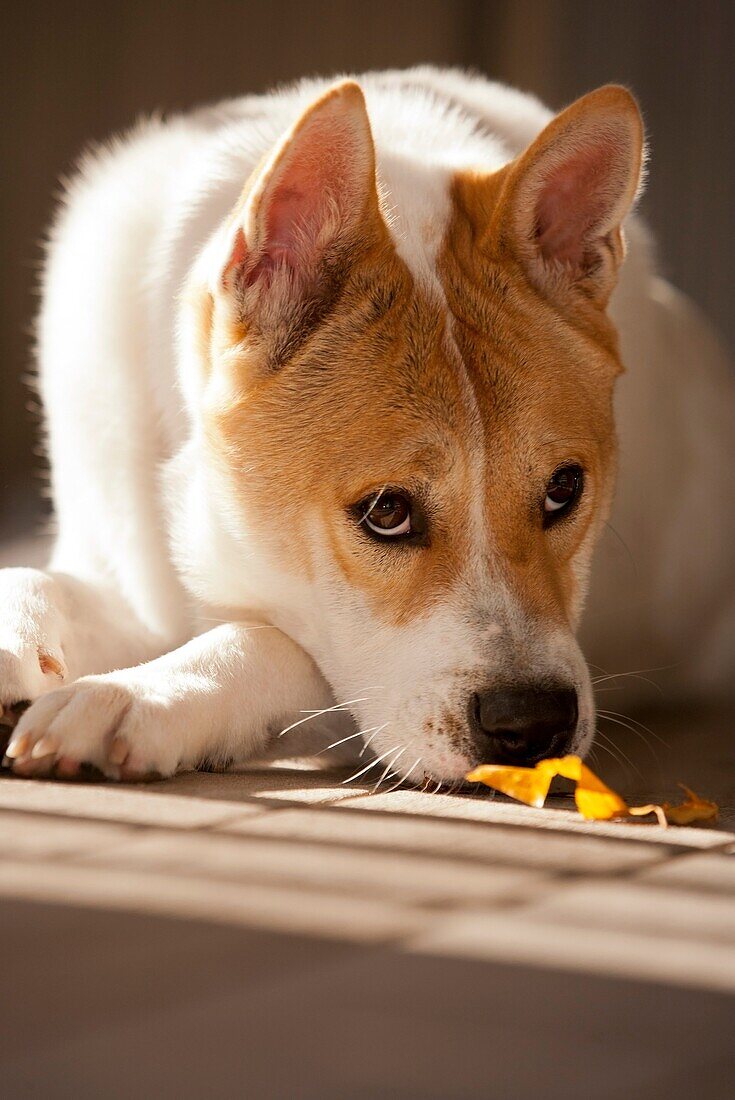 Dog Portrait - Brevard, North Carolina USA