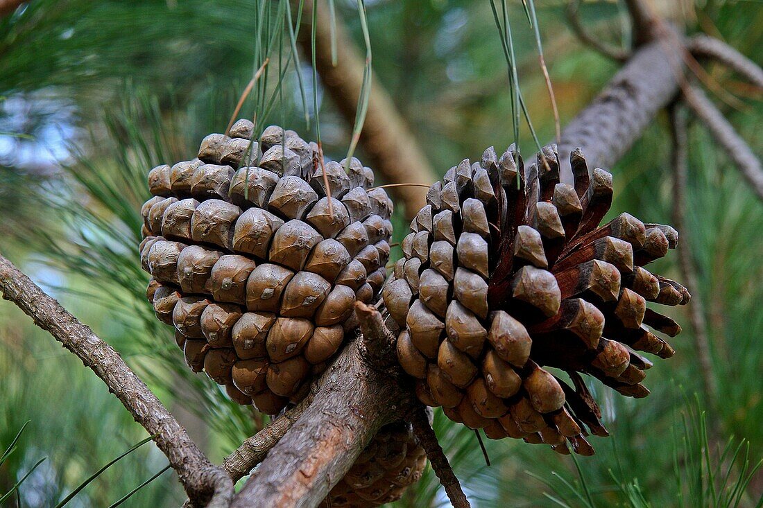 Pine cones in a Pine, Asturias, Spain