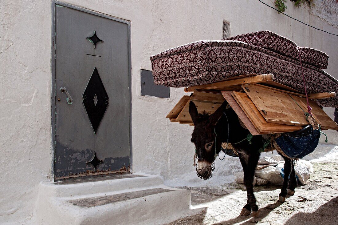 Donkey in the streets of Moulay Idriss. Morocco