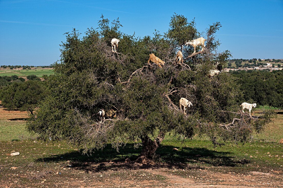 Goats on Argan tree eating fruits near Essaouira, Morocco.