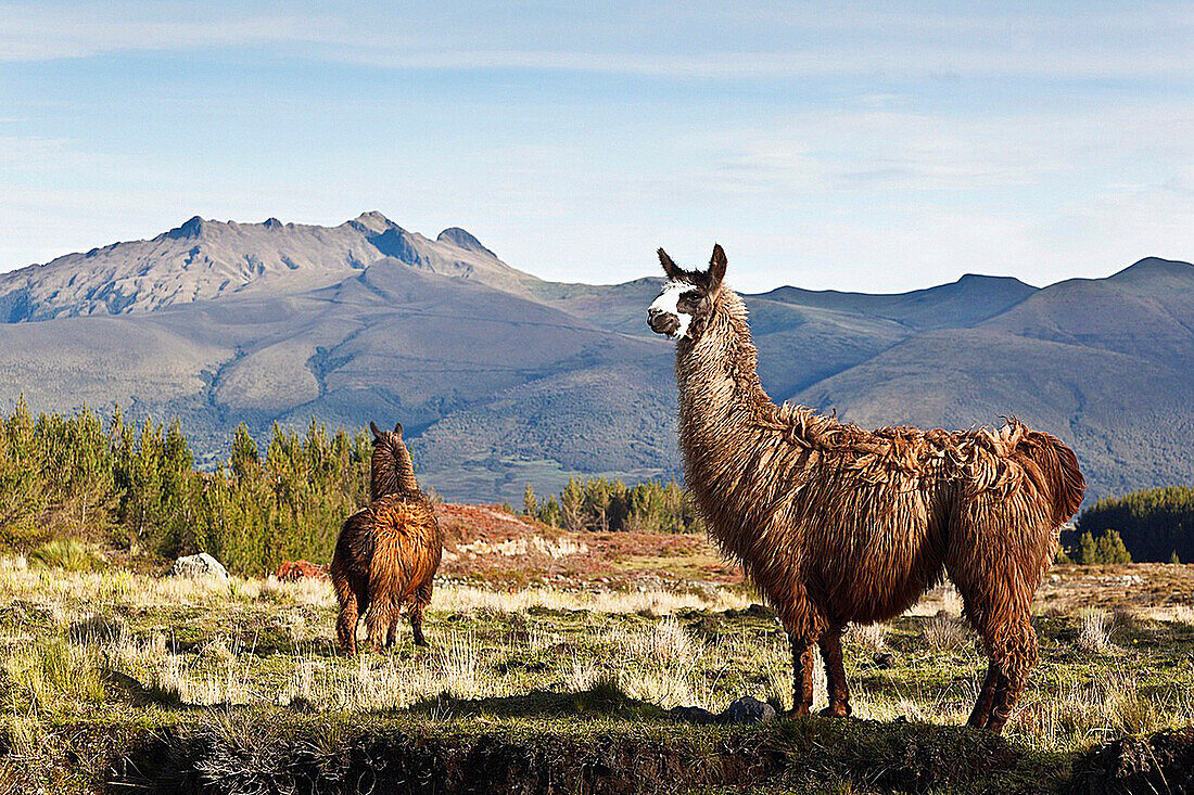 cotopazi national park