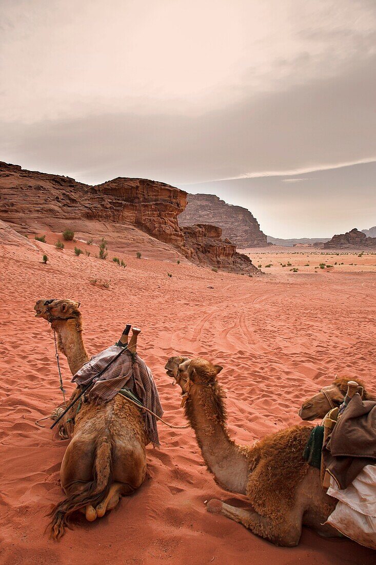 camels in wadi rum desert. jordan.