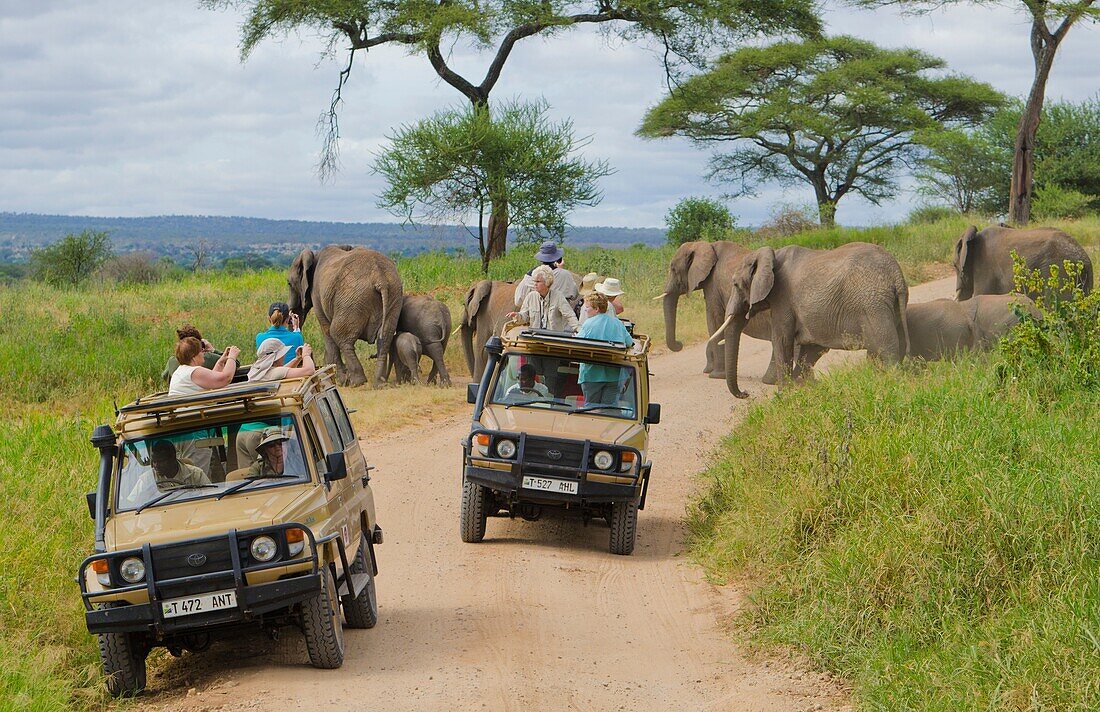 Tarangire National Park Tanzania Africa safari close encounter with elephants crossing road between vehicles close to van, exciting, fun, photos