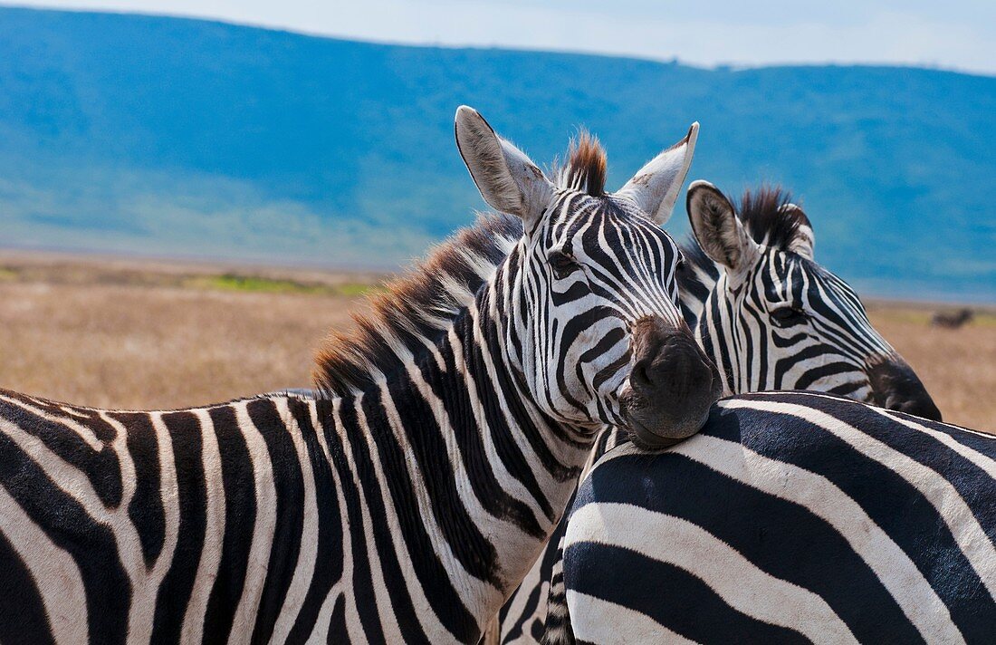 Tanzania Africa Ngorongoro Conservation Area crater with reserve and close ups of zebras animals in wild safari