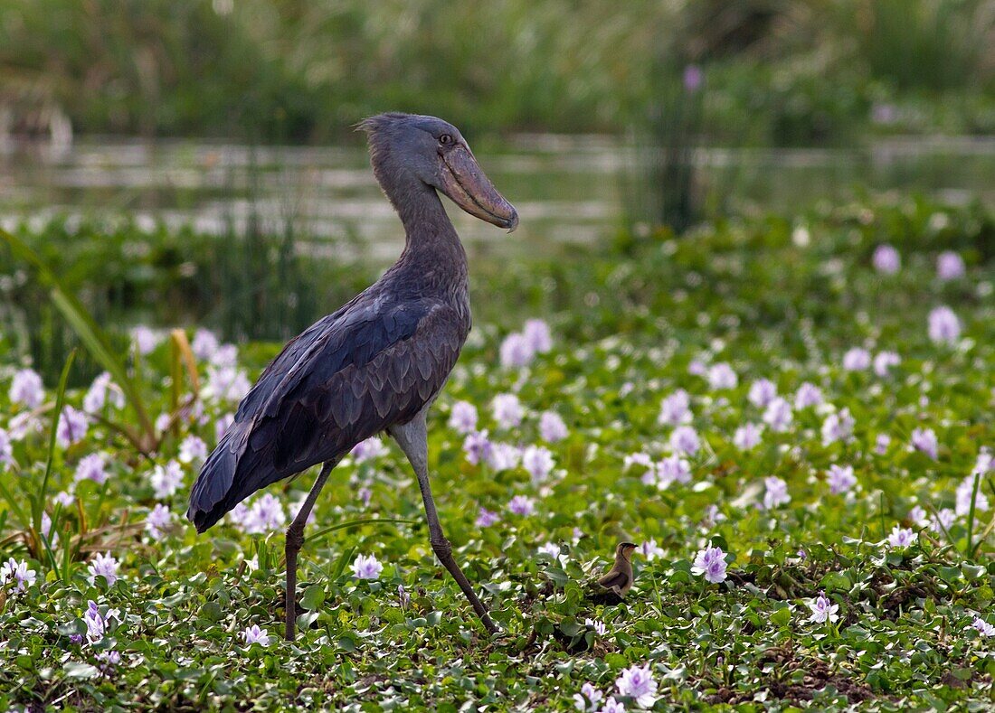 Shoebill Stork Balanaeceps rex searching for food amongst Water Hyacinth beds