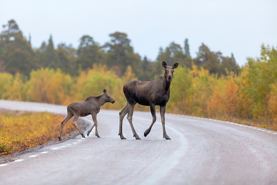 Moose with calf, Alces alces