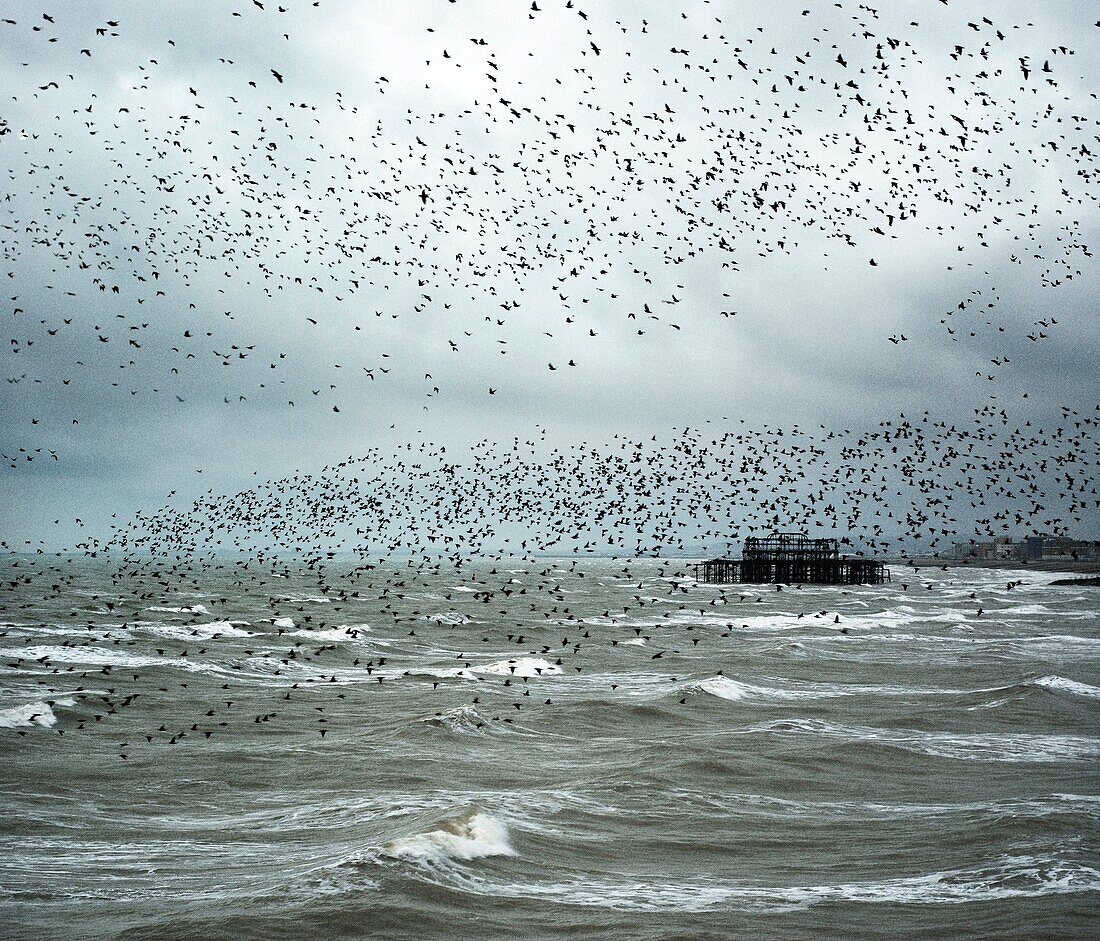 Starling,Brighton,Sussex,England