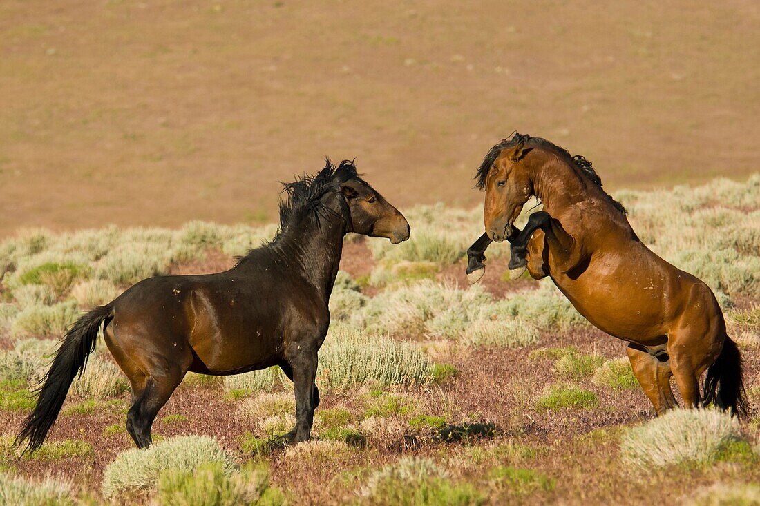 Fighting stallions, Wild horses, Equus ferus, Nevada