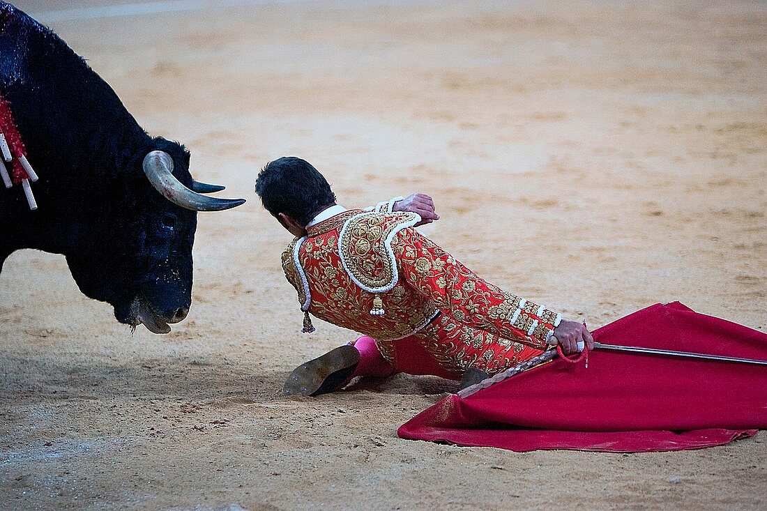 the Spanish toreador The Fandi of knees very close between the horns of the bull, Spain