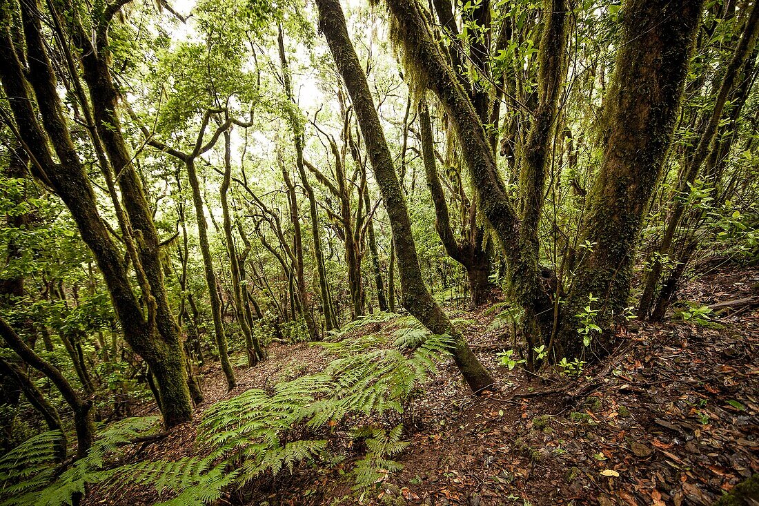 Garajonay National Park in the center and north of the island of La Gomera Canary Islands, Spain