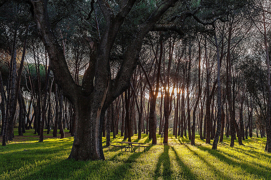 Texture in nature, Casa de Campo, Madrid, Spain