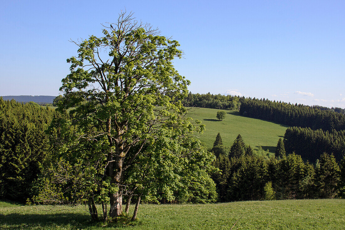 Landschaft bei Sankt Andreasberg, Harz, Niedersachsen, Deutschland, Europa