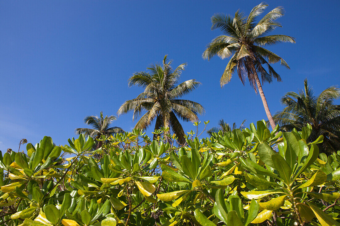 Palm trees on the beach, Bang Saphan, Prachuap Khiri Khan Province, Thailand, Asia