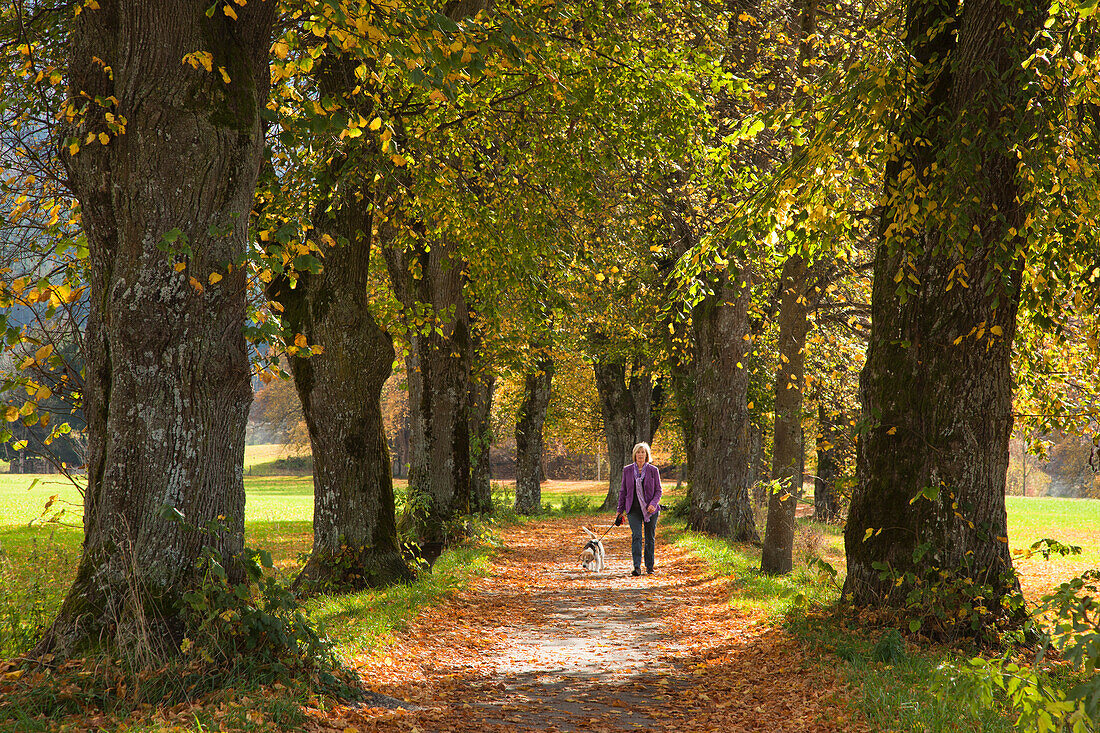 Spaziergängerin mit Hund, Lindenallee im Herbst, bei Benediktbeuern, Bayern, Deutschland