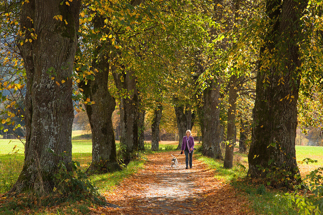 Woman walking her dog through a lime alley in autumn, near Benediktbeuern, Bavaria, Germany