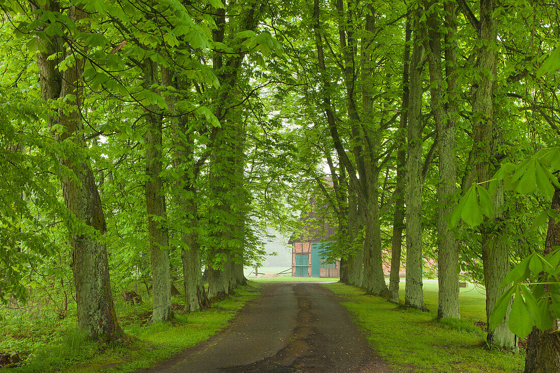 Chestnut alley, Wendland area, Lower Saxony, Germany