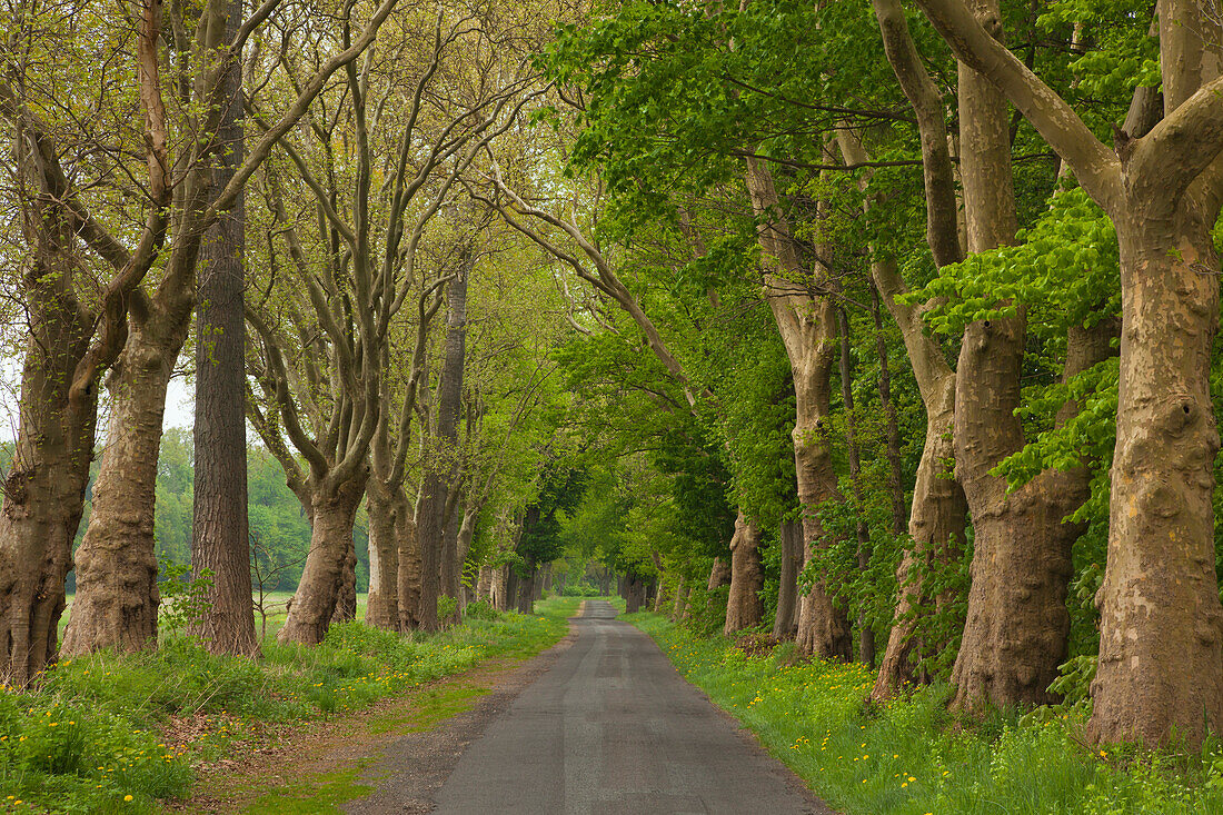 Sycamore alley, Ruppiner Land area, Prignitz area, Brandenburg, Germany